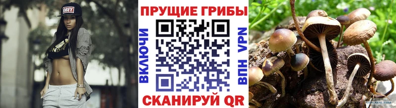 Галлюциногенные грибы мицелий  магазин  наркотиков  Чадан 