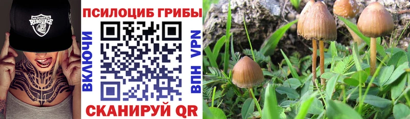 Галлюциногенные грибы Psilocybe Чадан